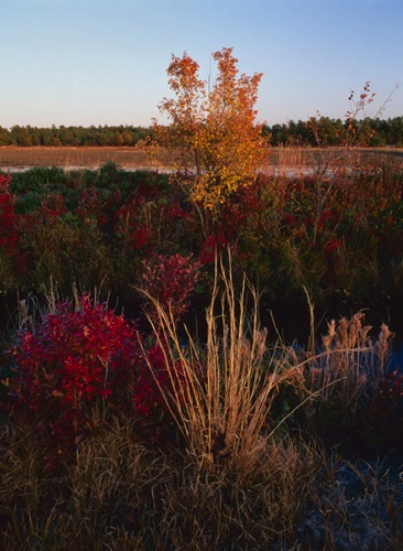 Cranberry Bog, Pine Barrens (MF).jpg Cranberry Bog, Pine Barrens (MF).jpg